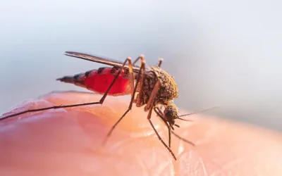 Co nas gryzie latem? Czyli jakie zagrożenia czyhają w ogrodzie.