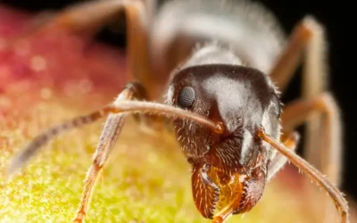 Klątwa faraona a może spryt natury?